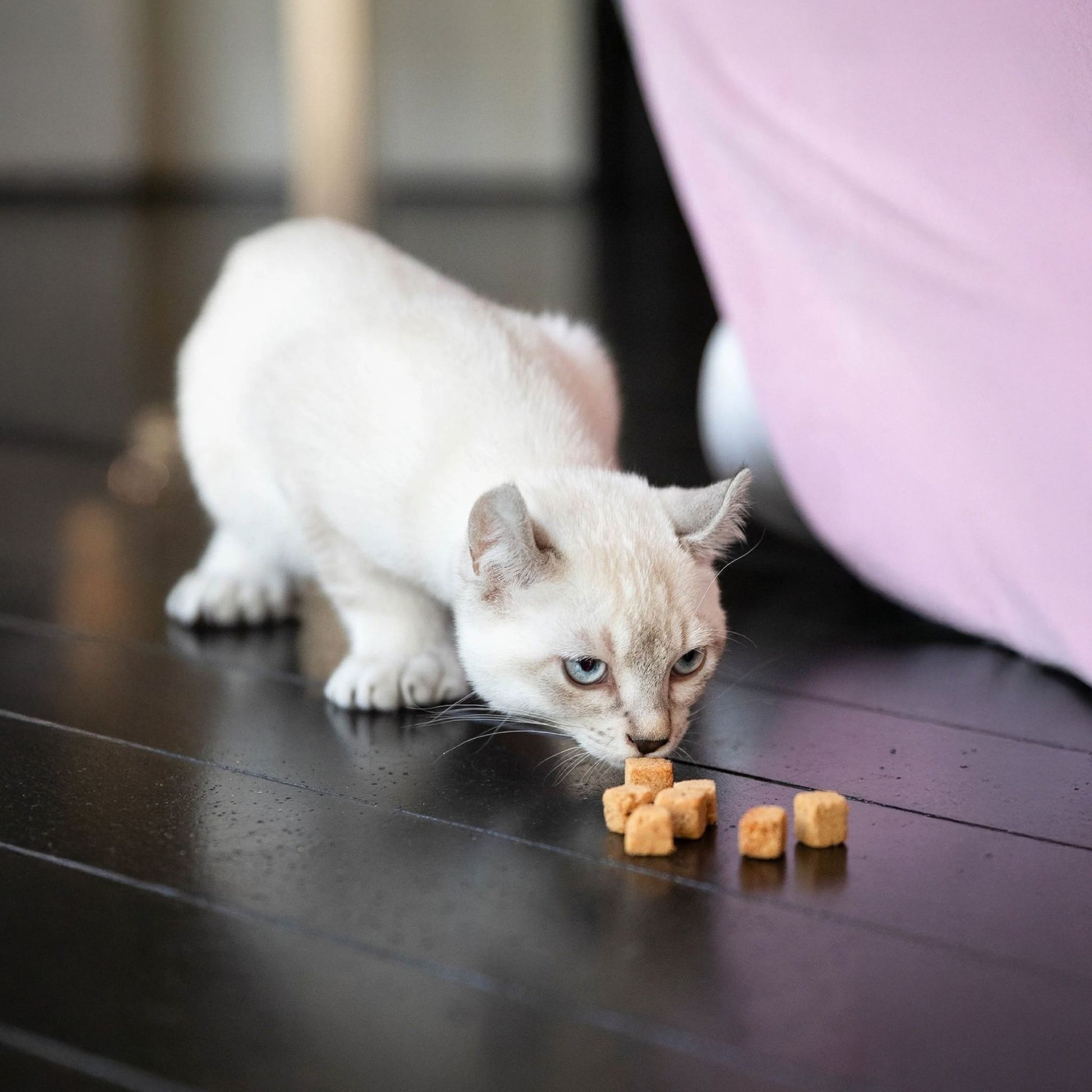 PEAU & PELAGE 100% SAUMON