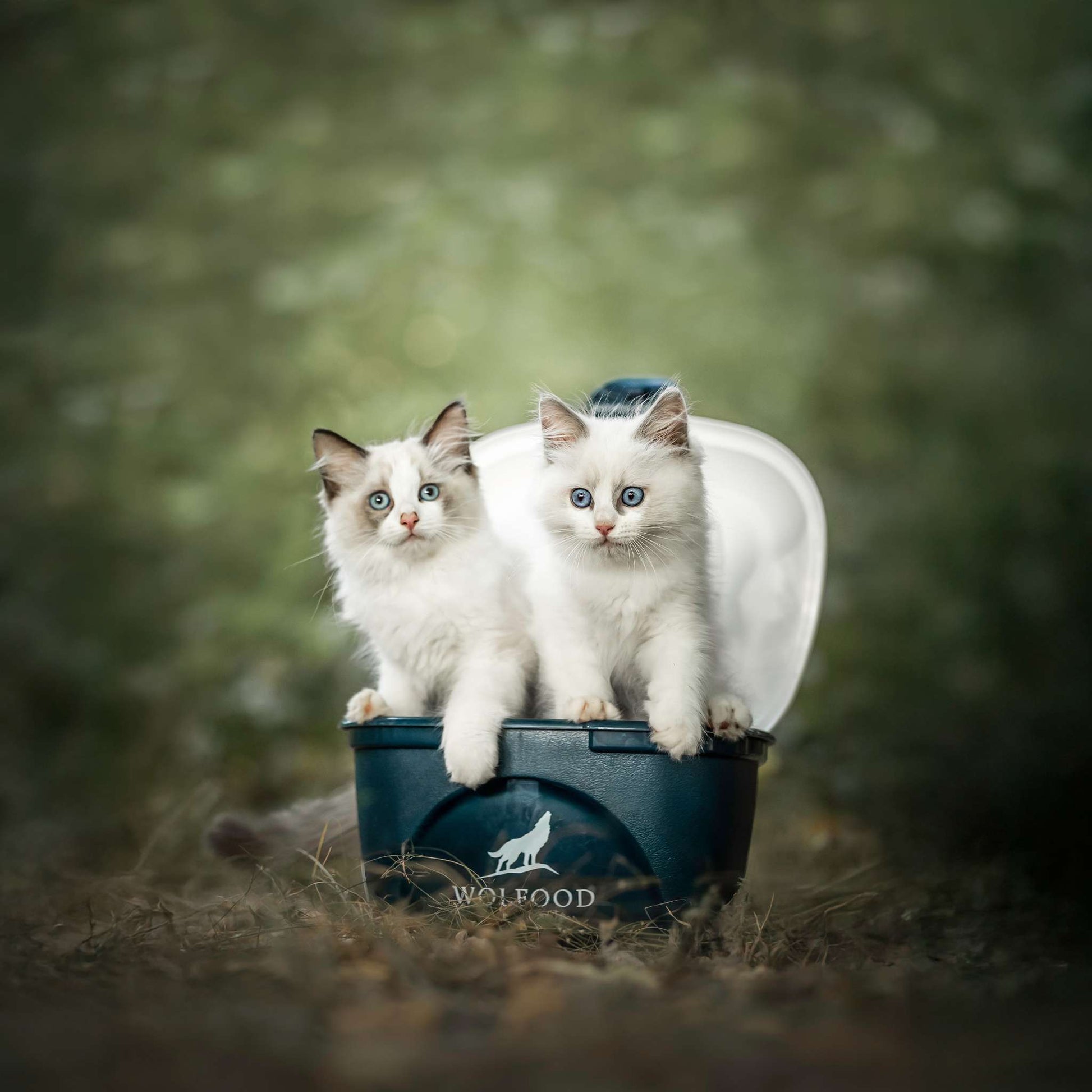 CONTENEUR A CROQUETTE - 2 à 3 kg