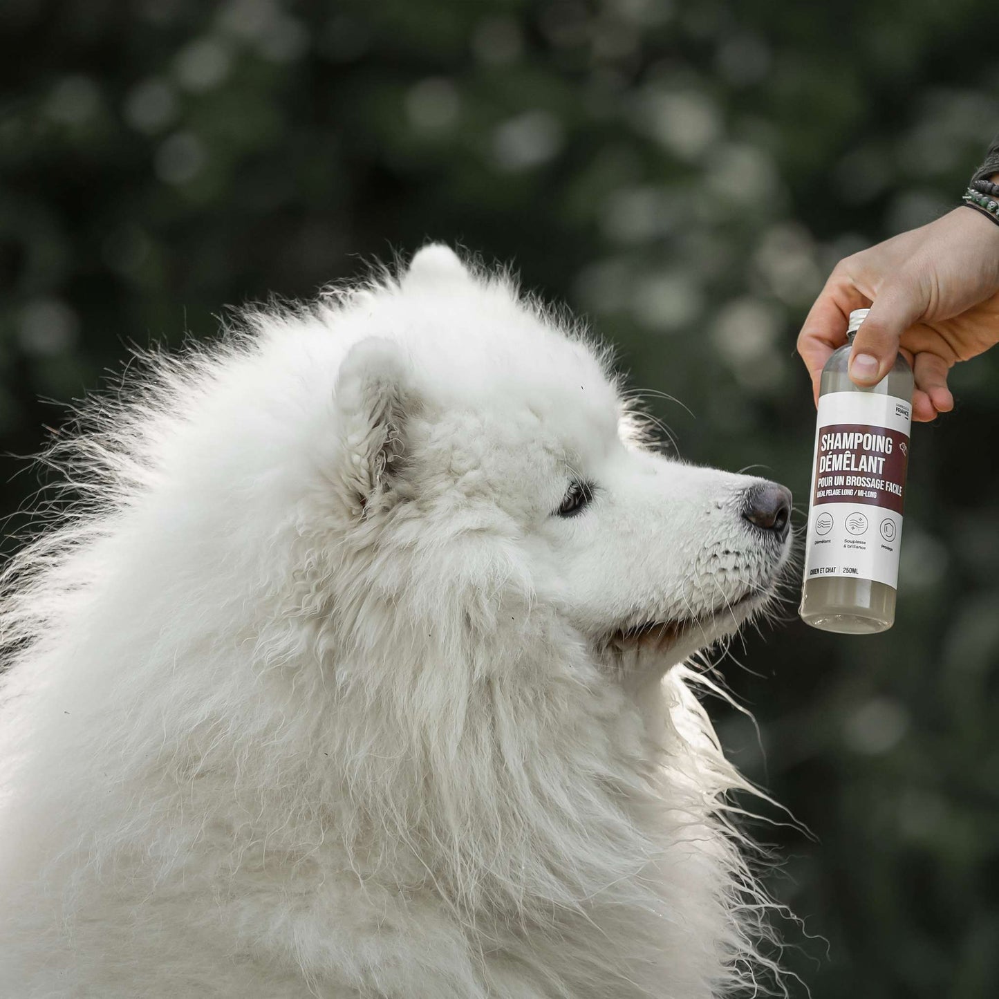 SHAMPOING DÉMÊLANT