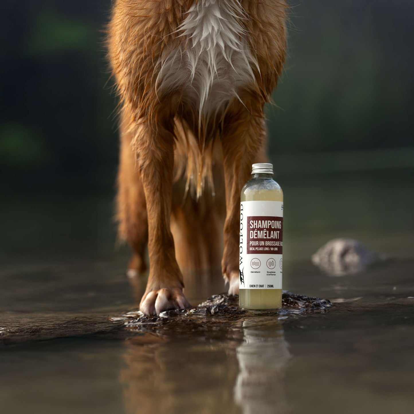 SHAMPOING DÉMÊLANT