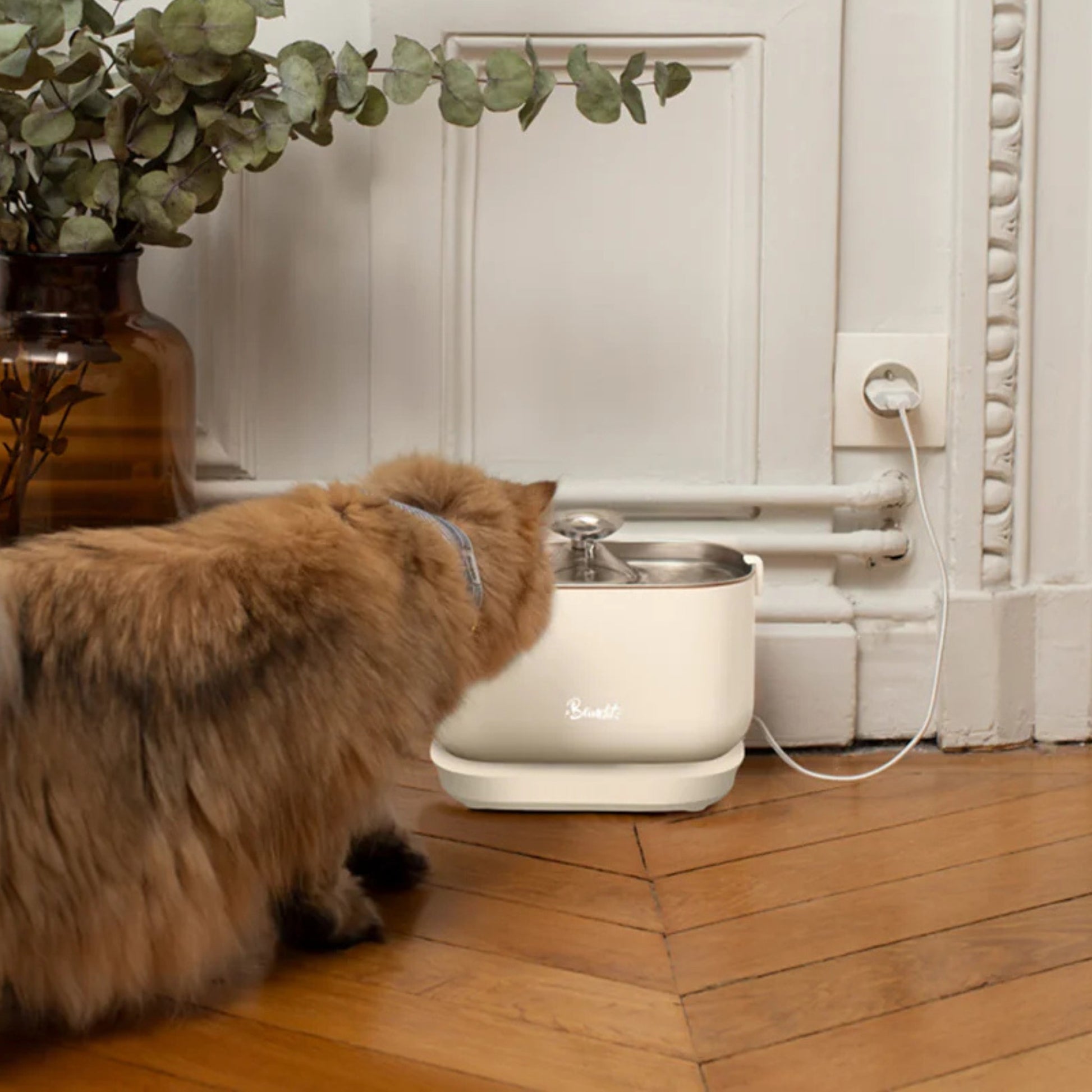Fontaine à eau filaire pour chat