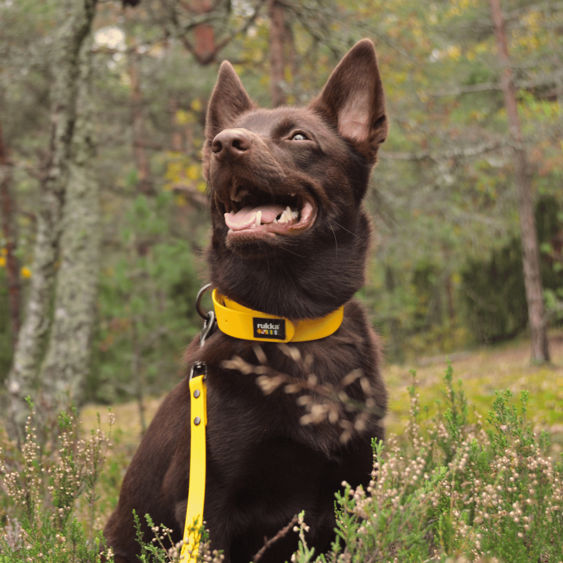 Collar y correa de neopreno