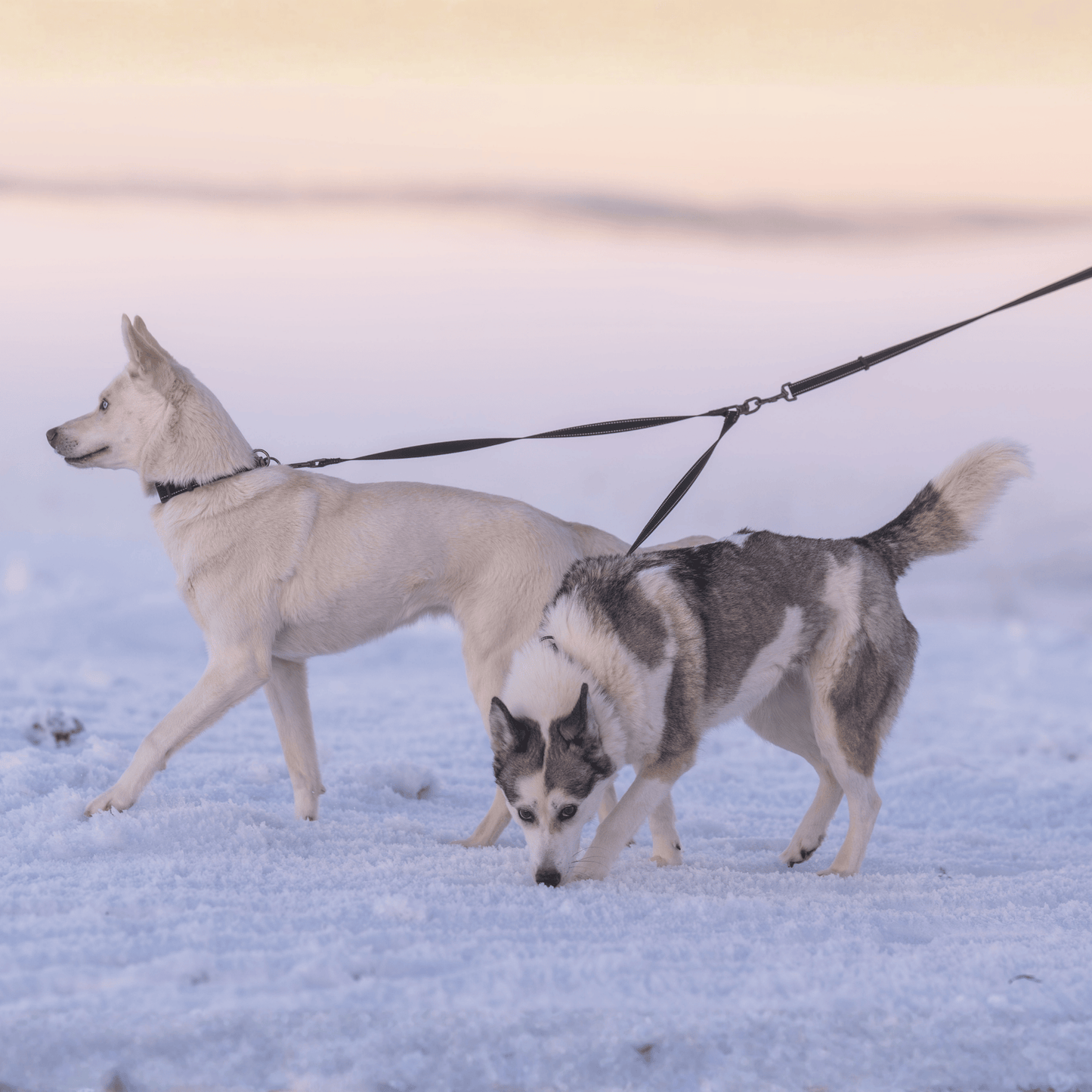 Extension pour 2 chiens