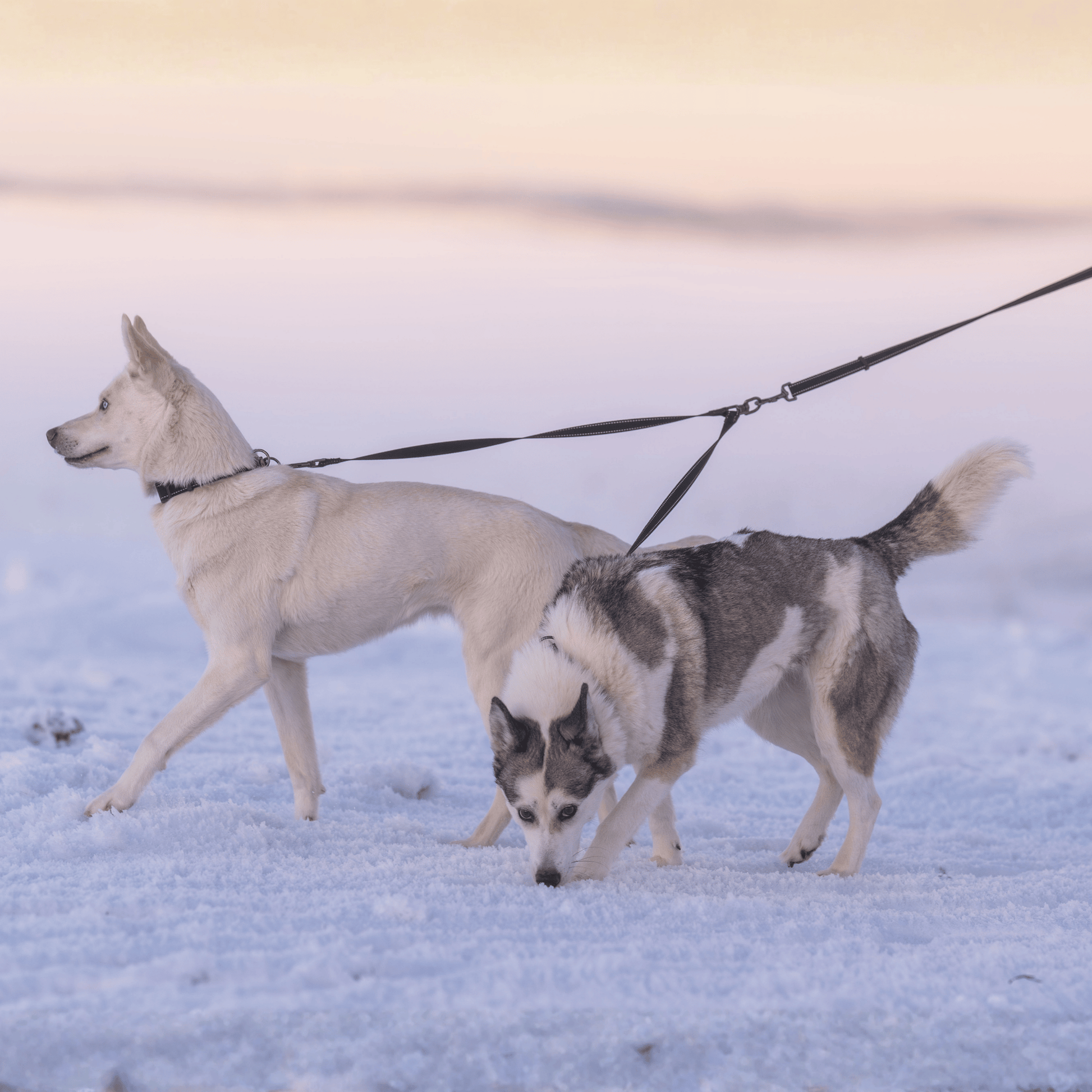 Extension pour 2 chiens