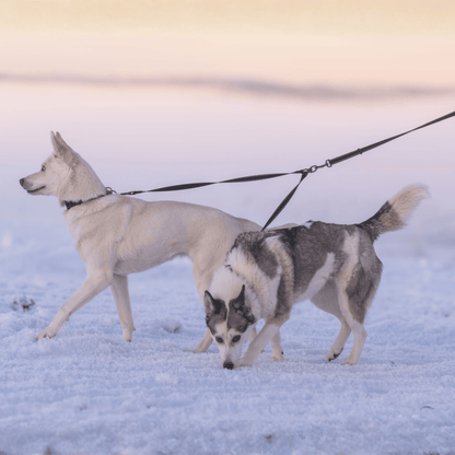 Extension pour 2 chiens
