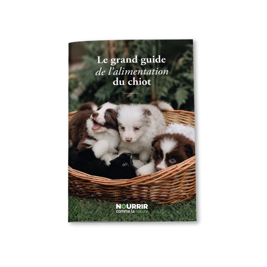 Guide l'alimentation du chiot