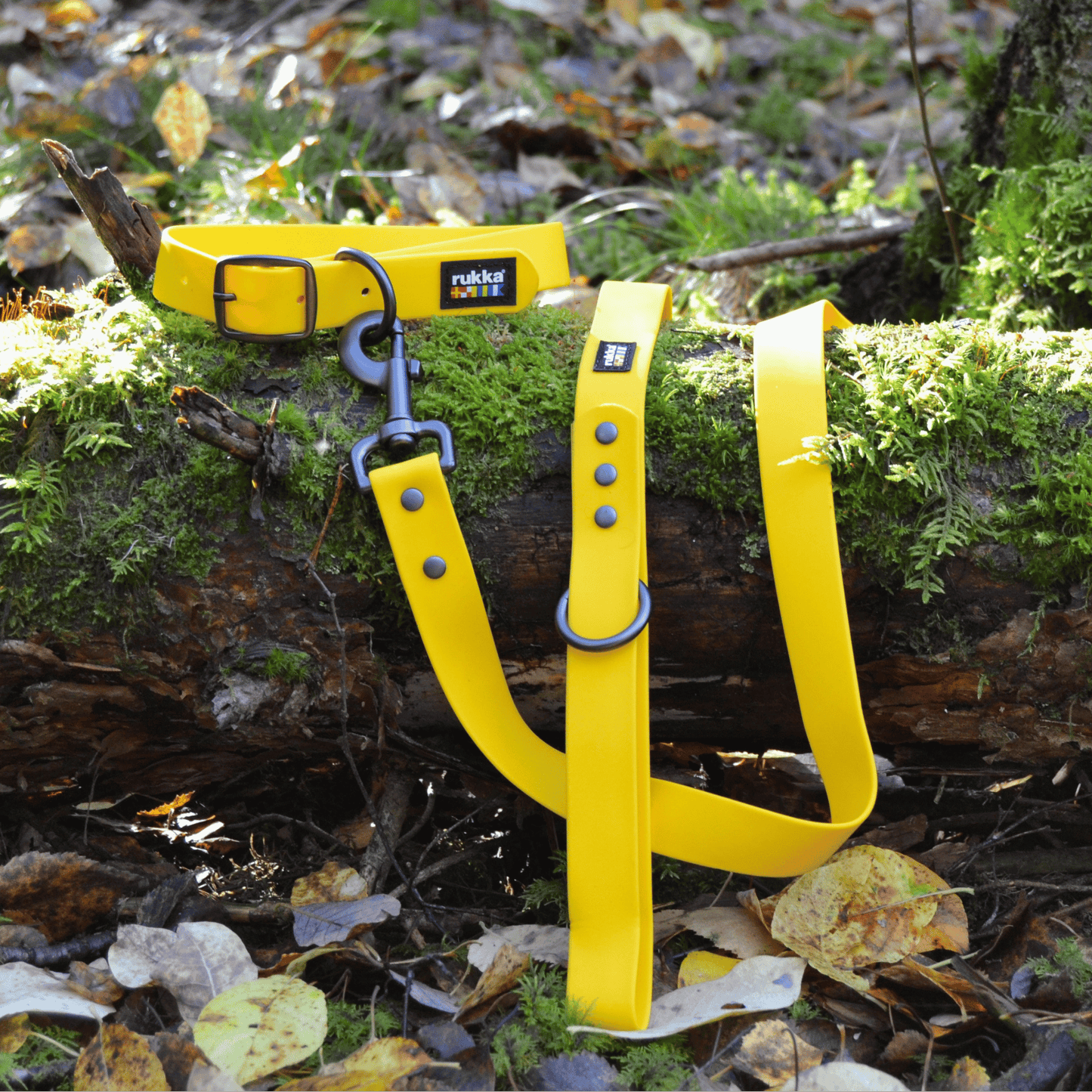 Collar y correa de neopreno