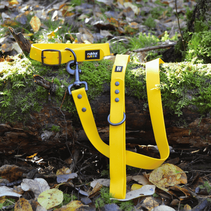 Collar y correa de neopreno