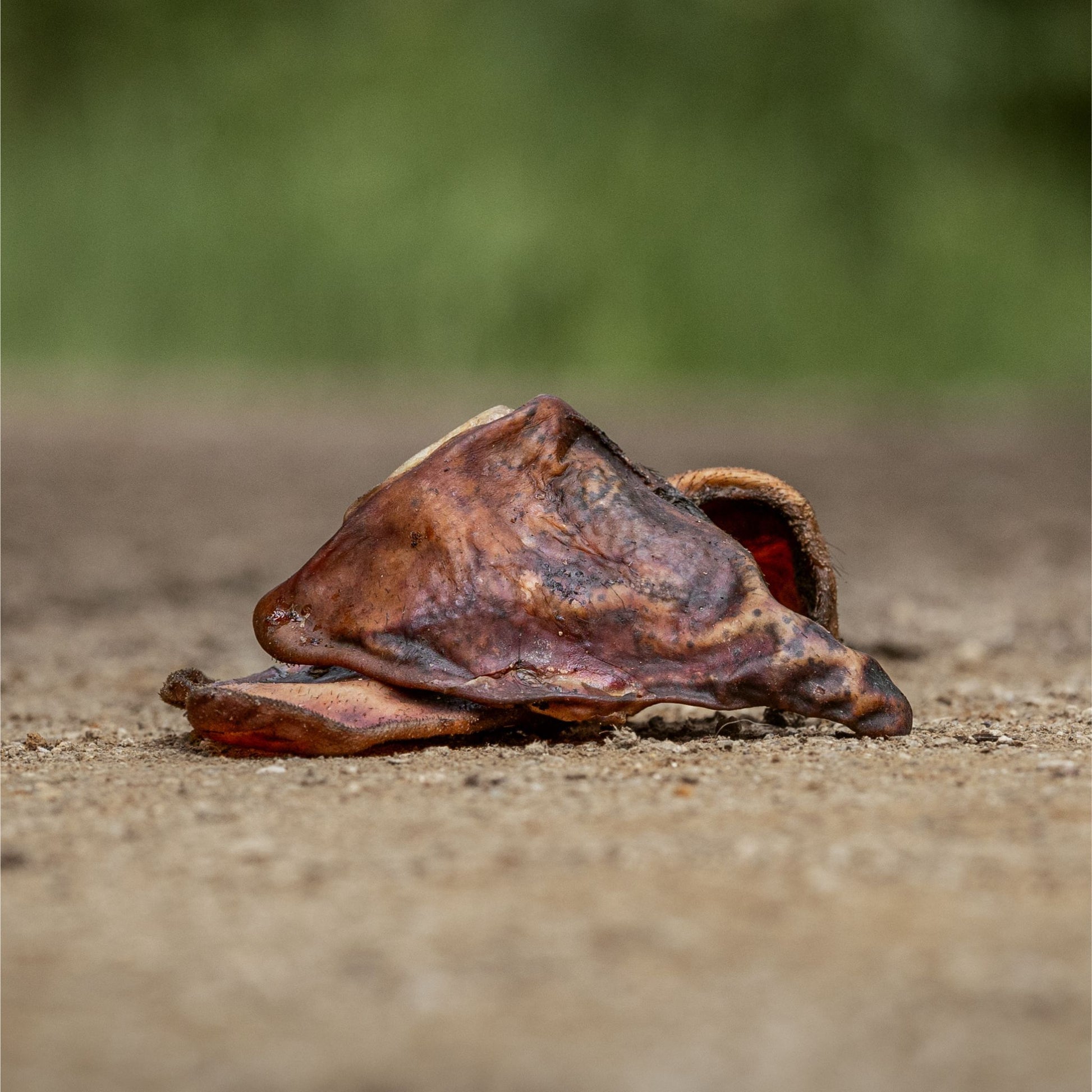 OREJAS DE CERDO