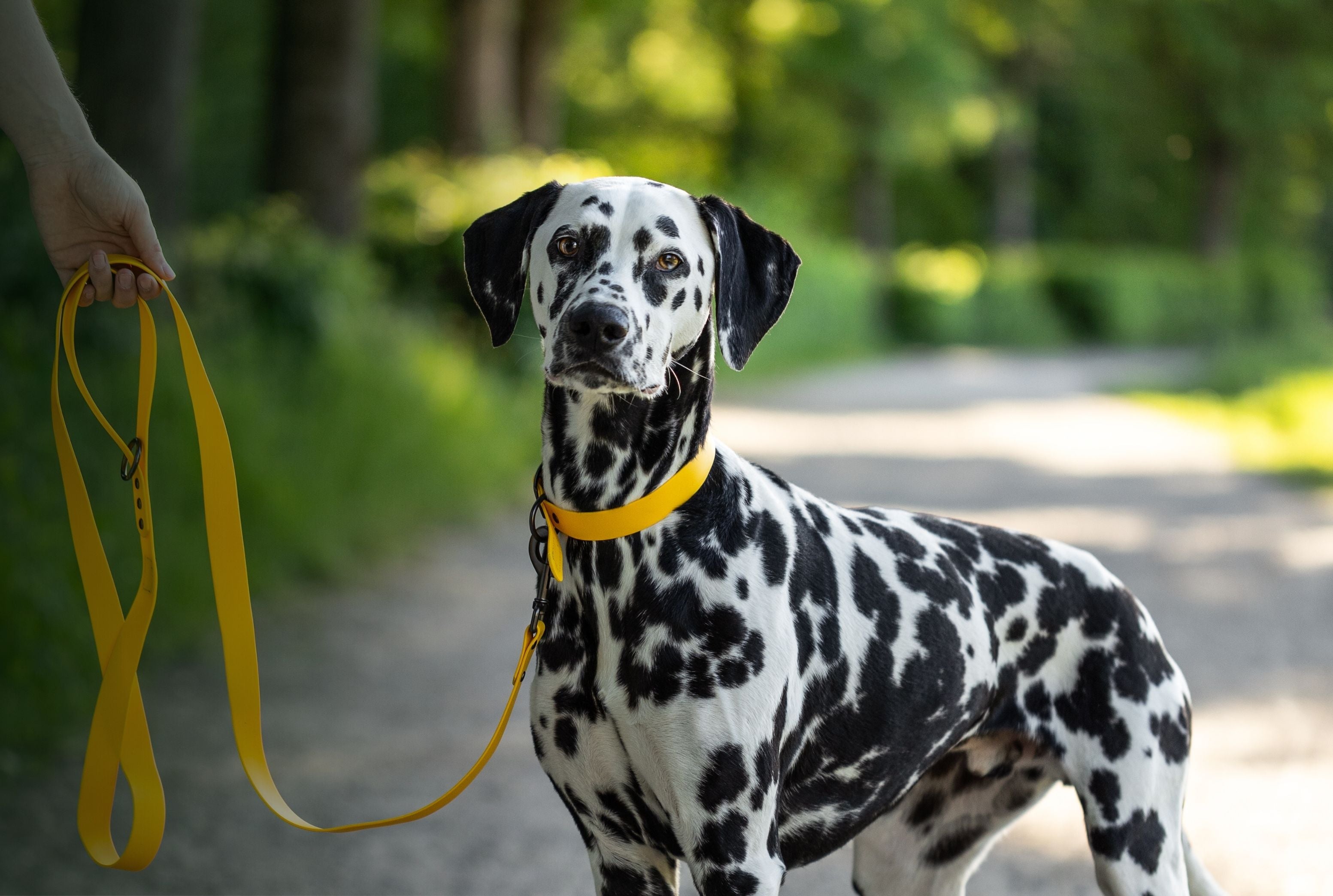 -15 % sur  les accessoires chien & chat