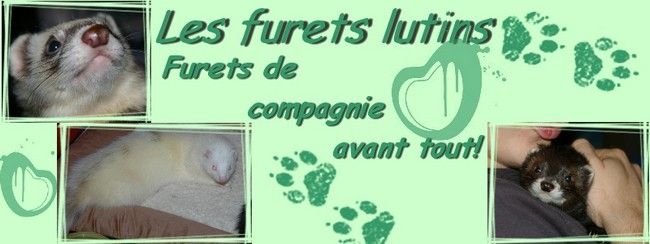 furets