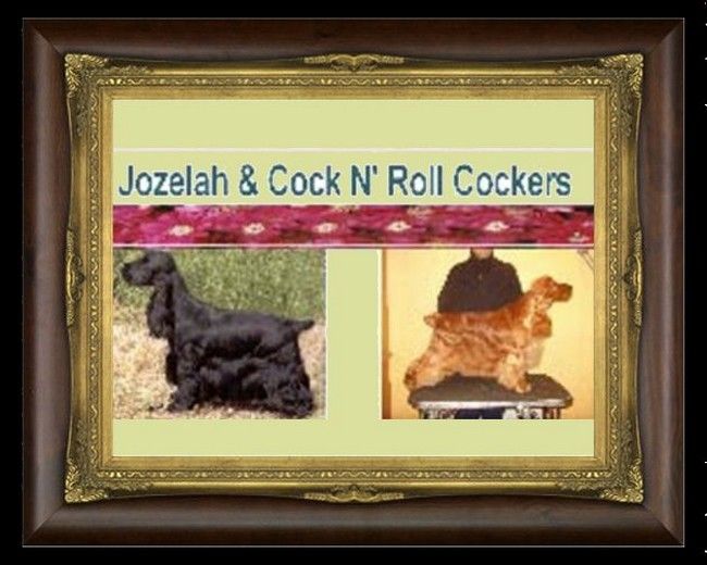 COCK N' ROLL cockers anglais