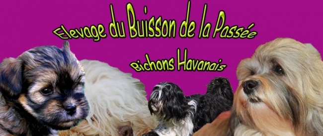 ELEVAGE DE BICHONS HAVANAIS DU BUISSON DE LA PASSEE