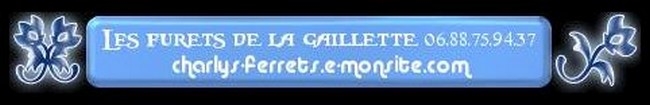 Elevage de FURETS DE LA GAILLETTE