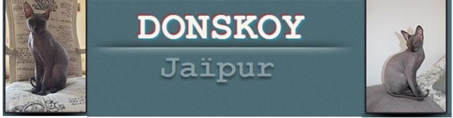Le DONSKOY RACE RARE DE CHAT NU