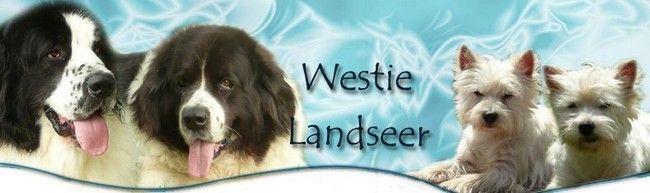 ELEVAGE DE LANDSEER ET WESTIE DES JARDINS DE VOPEARBEA