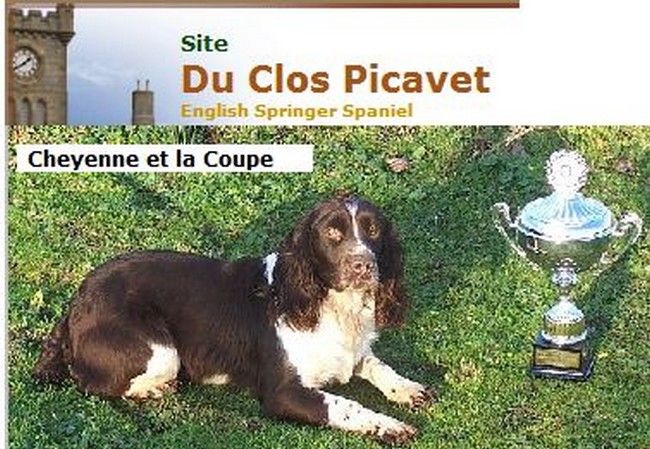 SPRINGER SPANIEL DU CLOS PICAVET