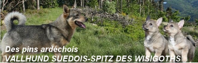 VALLHUND SUEDOIS-SPITZ DES WISIGOTHS