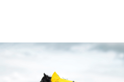 MANTEAU HAYTON X RAINCOAT YELLOW (DOG)