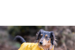 MANTEAU HAYTON X RAINCOAT YELLOW (DOG)