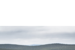 MANTEAU HAYTON X RAINCOAT YELLOW (DOG)